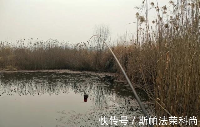小鲫鱼连杆钓,大鲫鱼不见影?找到原因对症下药才能钓过瘾