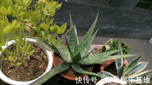 6种芦荟可食用,切开挖一勺汁液,敷在脸上能美容