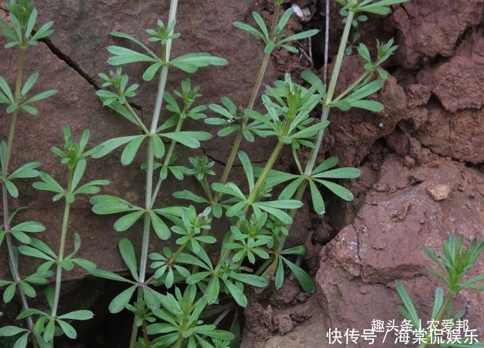 農民最討厭的野草,居然藥食兩用將它曬干后,可以賣20元一斤