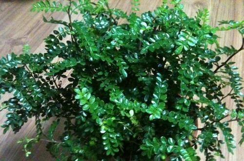 3种带香味的树,家里养一棵,四季清香,人人见了都喜欢