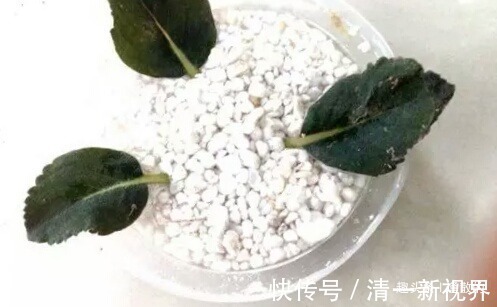 春天扦插好时候,7种花草,摘片叶子插土里,好养易生根