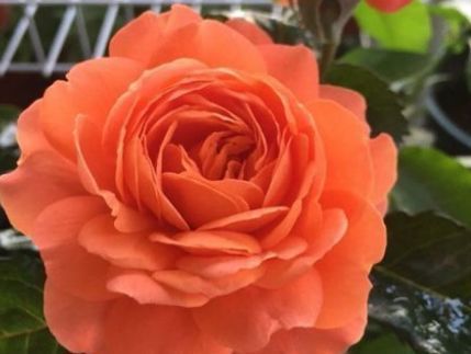 新手养花，不如养盆花中精品“土星王阳台”，丰腴优美，恬静文雅