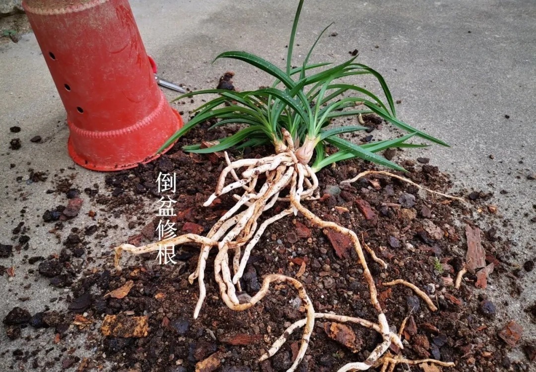 芦头|兰花易得茎腐病,和植料粗细有关?兰友:真正的原因只有3条