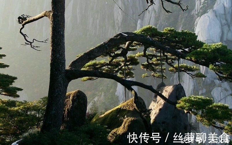 清新脱俗#十首隐士古诗词:香风不动松花老,白云遍地无人扫