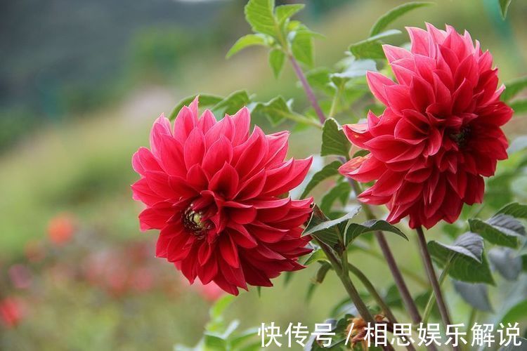 新手养花,不如养护这5款花,好养易活易爆盆,一年四季开花不断