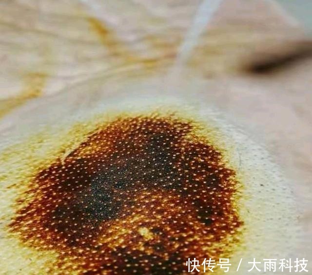 苏东坡!不用一滴水的东坡肉,火候到了自然美颜色红亮、香甜软糯如何做的