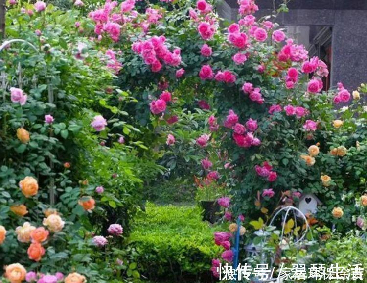 好养|家养这些植物,花期长、花量大,好养又漂亮,你养了吗?
