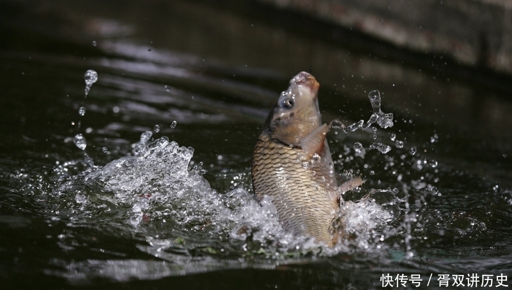 效果|上手就能用的米饭饵,夏天钓鲫鲤效果超赞