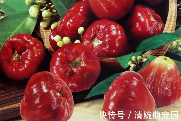 水果|莲雾营养丰富,堪称“水果王”,还有4种重要功效,尤其适合女性