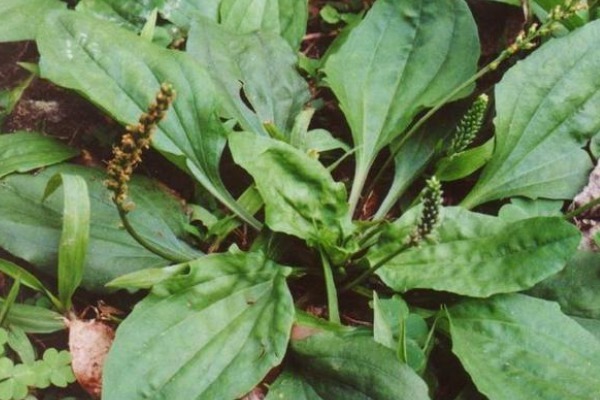 用车前草|喝“车前草”泡的水,对身体有以下好处,药用价值很高!