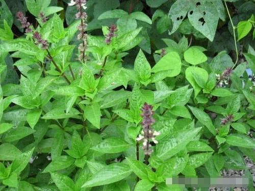 农村里|农村这种野菜长得不起眼,李时珍却叫它“金不换”