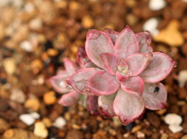 多肉萌新养这几种，不用打理就能活，省心省事颜值不低