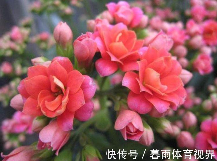 花卉|家里阳台养此款花,新手也能养爆盆,花香四溢飘满屋,美爆了