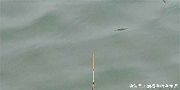 信号|钓鱼时,一旦遇到这些“漂相”就要注意了,老钓友:都是假信号