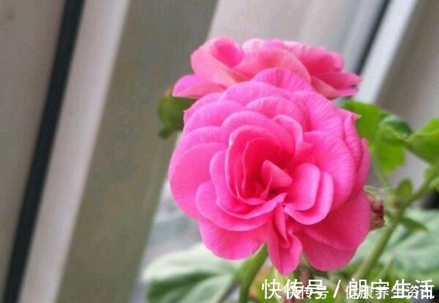 香味|开花漂亮，花期长又勤花，连叶子都带香味，这种花值得养！