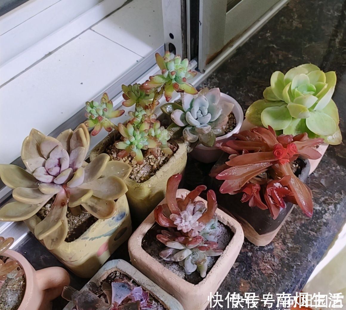 气温|冬季养多肉,“禁区”要知道,老手分享经验,新手养肉不发愁
