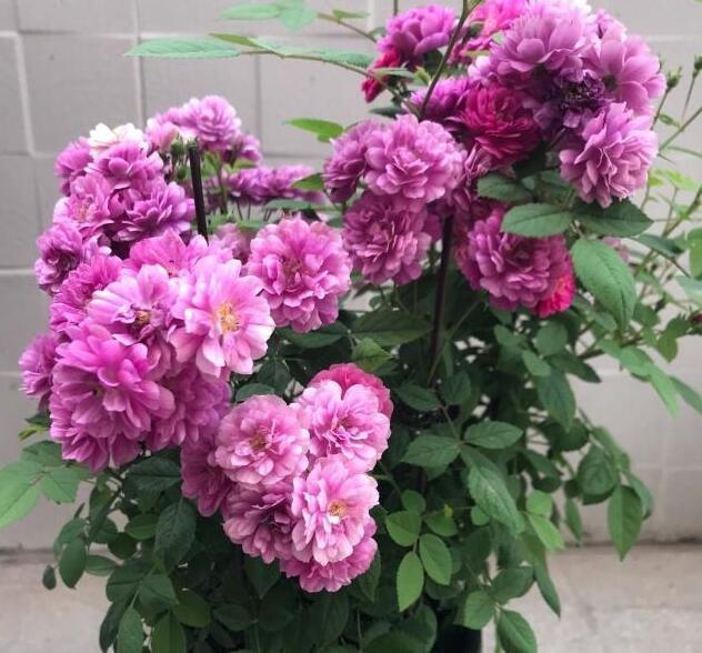 李小姐养1盆“开花机器”，一年开花300多天，好养又漂亮，还特香