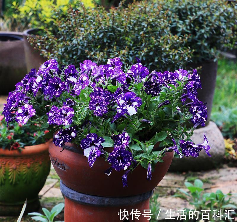 观赏性|养花细节决定成败:搞不定这3点,养一盆黄一盆