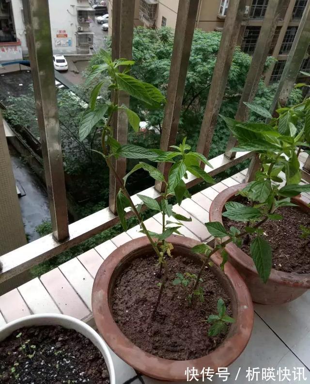 养花别舍不得，就得“割韭菜”，割1茬10天冒新芽，长势旺！