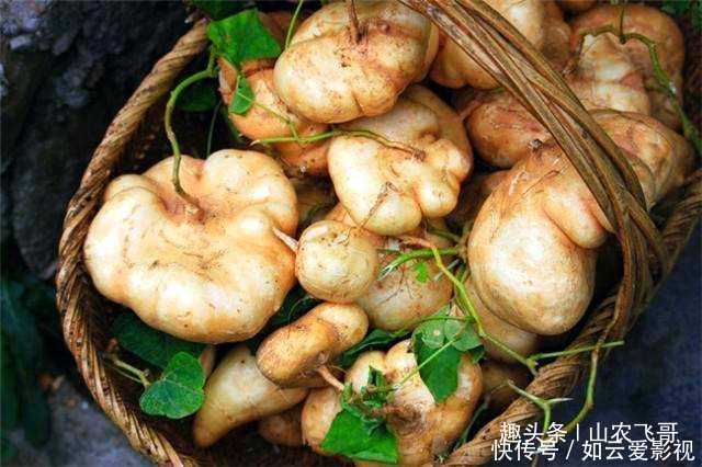 小时候|农村一野瓜,长在泥里可蔬可果营养丰富价值高,小时候看到流口水