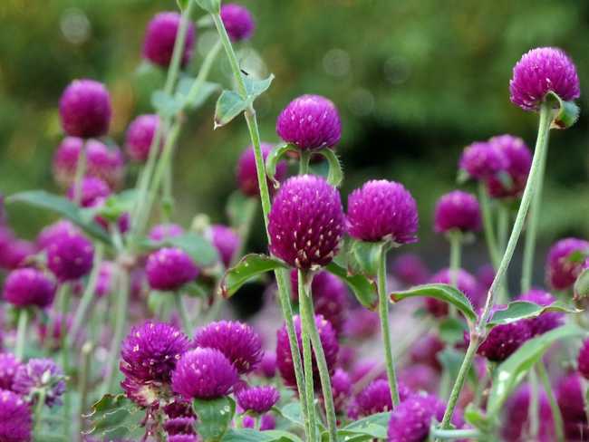 此花所代表的是不灭的爱,花色不会褪色,十分的鲜艳