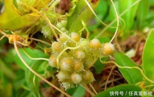 这种野草是寄生植物,藤条满山爬,价值珍贵作用多,人称黄丝藤