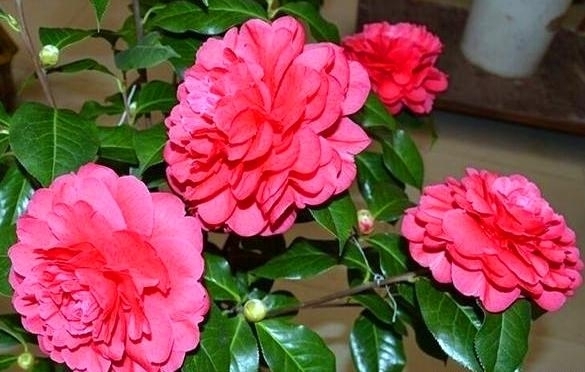 入冬后,这“3种”花不用买用1个“套路”,不花钱就能带回家