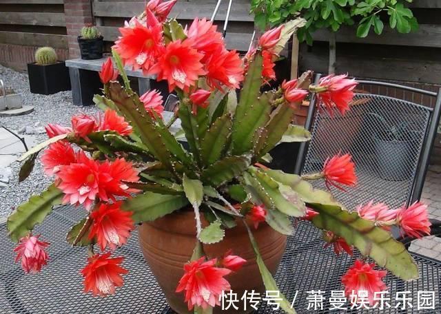 一盆仙人掌,叶子像腰带,这样养3年,开出60朵大荷花