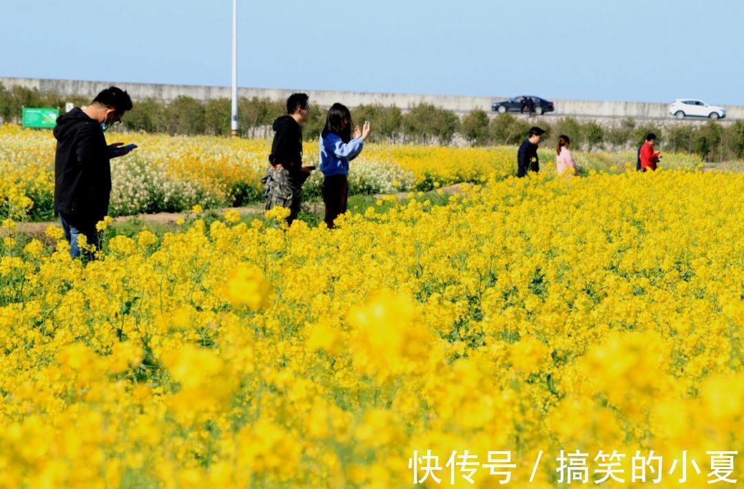 五彩|赶趟末班车，去长兴岛赏千亩五彩油菜花田