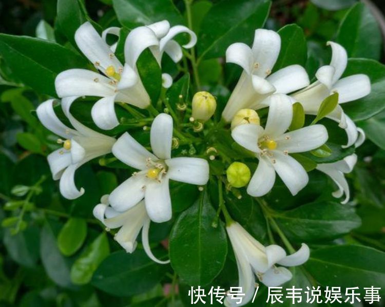 从7月23日开始，家养此款花卉，沾土就能活，不怕热耐干旱