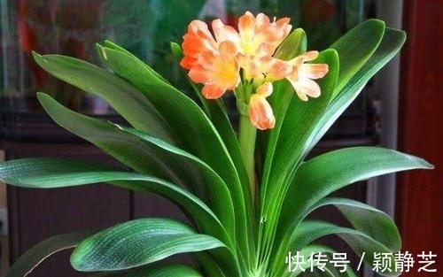 冬天养君子兰,掌握3个要点,顺利开花,叶片挺拔如折扇!