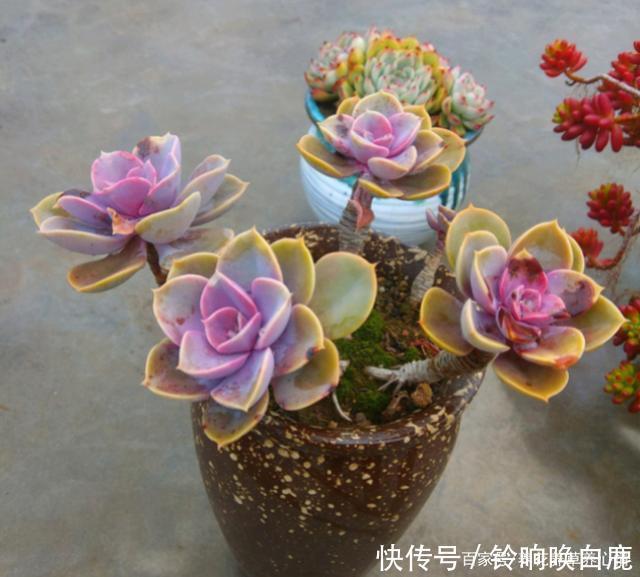 秋天就买这8种多肉，叶片变得红红的，好漂亮