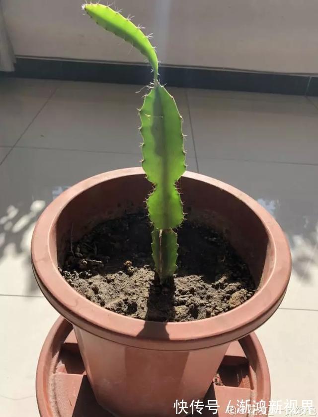 多汁|育火龙果热潮又来了,盆越浅,水越少,长越快,开花结果越多!