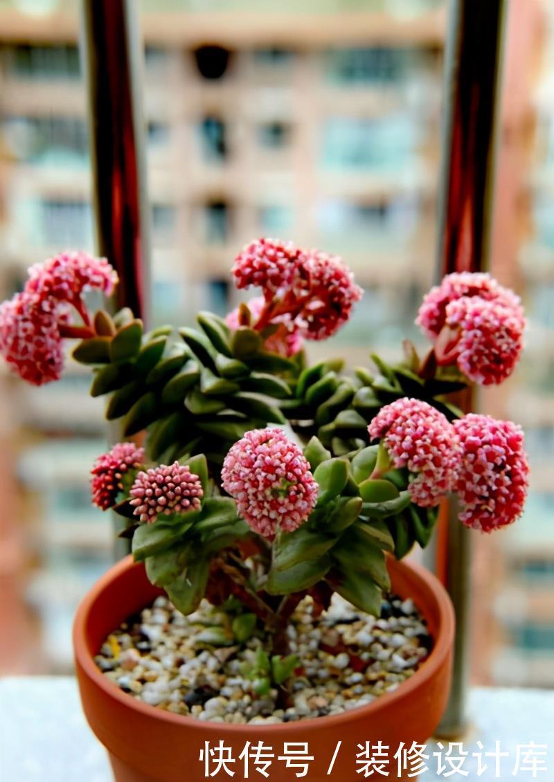 别急|多肉开花别急着剪,先养一养,不比多肉差
