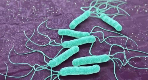 胃肠道|感染幽门螺旋杆菌怎么办谨记3吃4不做,有助胃肠道健康