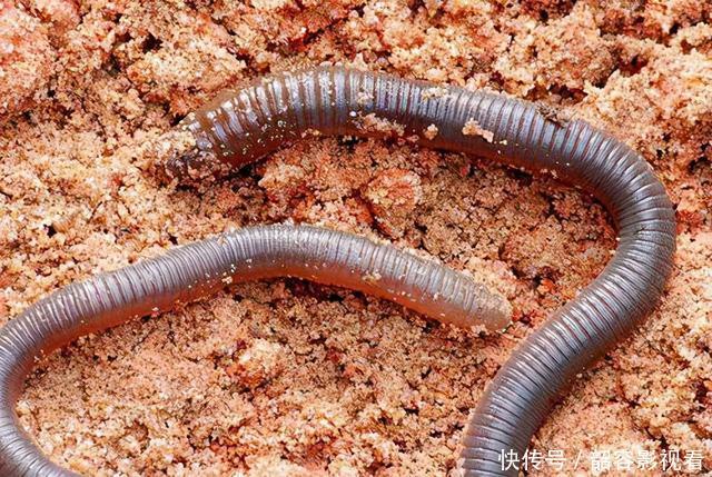 鲫鱼喜欢什么气味,你真的知道吗?这次讲个透彻,咱们一窥究竟