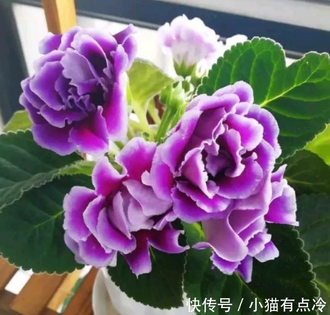 4种花美的出奇,不仅花好看,开花喜庆又好养,满屋飘香!