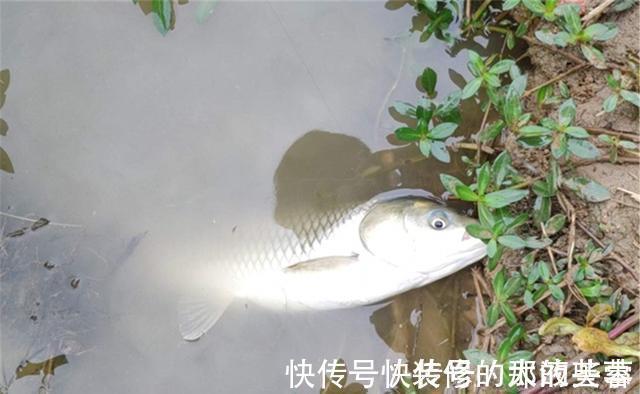 饵料|钓鱼中的“独家秘方”,只有民间野钓高手才懂,上鱼多是有原因的