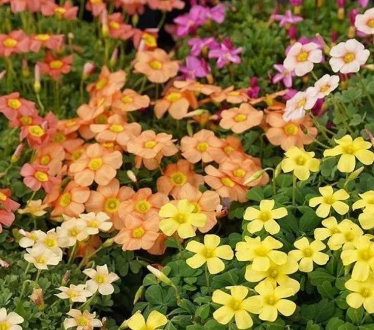 五色梅五色梅|家里就养4种花，沾土就活，开花多、花期长，懒人新手都能养好！