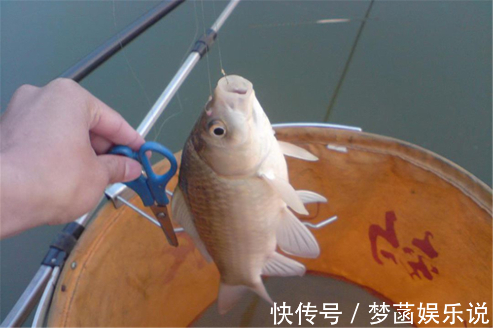 大鱼|钓鱼技巧:钓鱼要不要放口?把窝中鱼钓光,还是养一养?你怎么看
