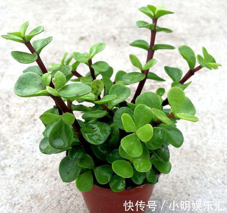 5种“金字花”，富贵招财有“好兆头”，当成年宵花，吉利又旺家