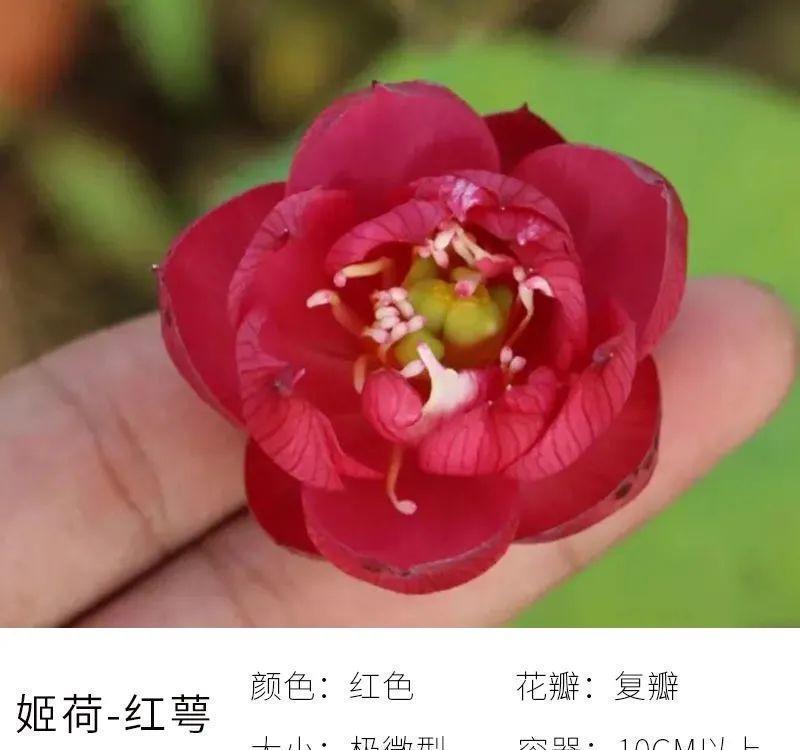 不怕晒的花,晒得越狠,花苞越多