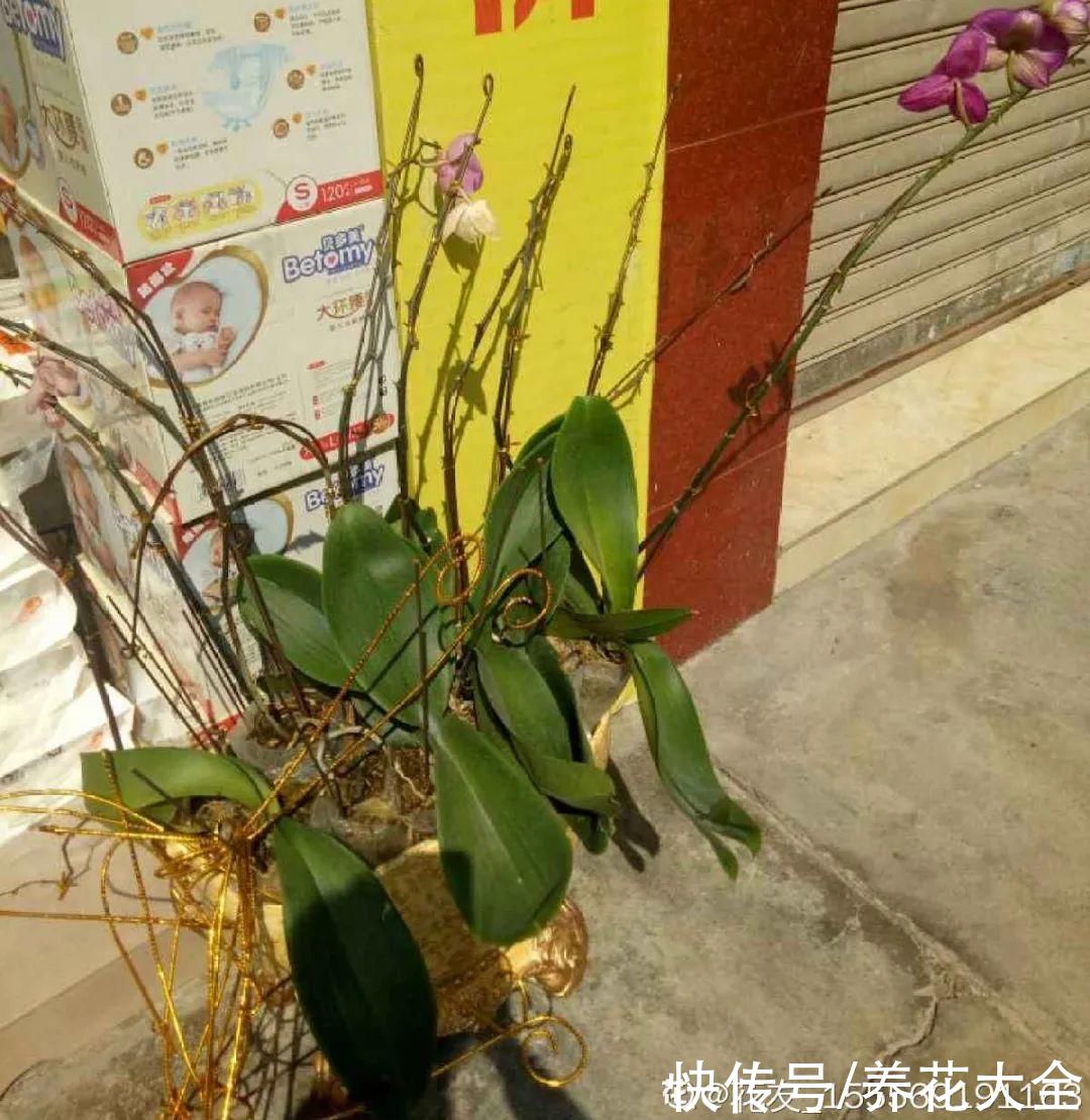 过完年,垃圾桶周围多了不少花,又要开始捡破烂儿了