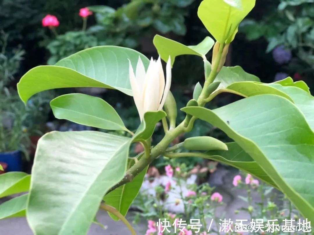 酸性|10种花爱喝醋,浇水加点酸,叶子油亮爱开花!