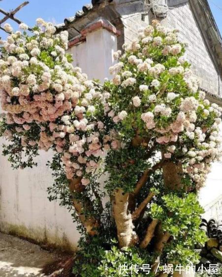 养了4年的玉树终于开花了,毫无保留分享经验给你,新手也会养