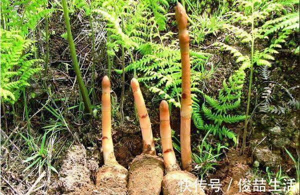 阳荷|奇怪的山野菜,就是去了山里也不一定认出来