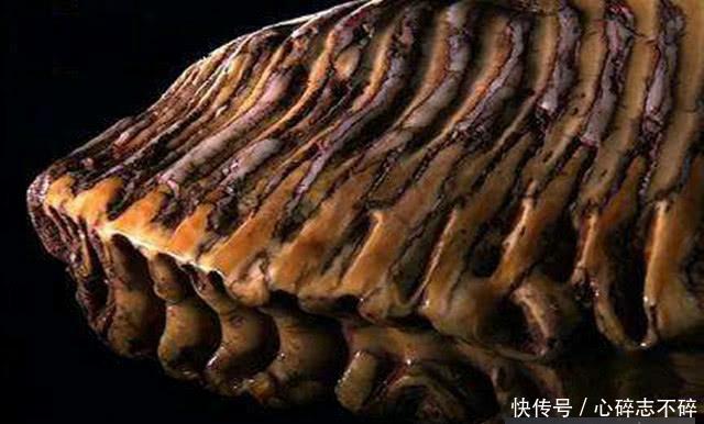 孙悟空不是虚构的吗 专家在山东发现悟空佛牙!