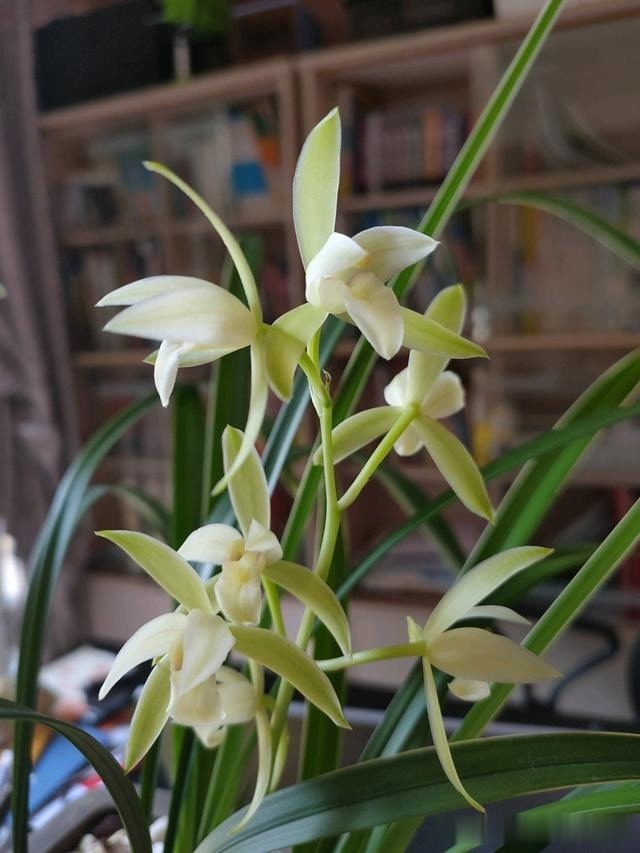 养兰花,记住2口诀,兰花越长越旺盛,再也不怕养不活