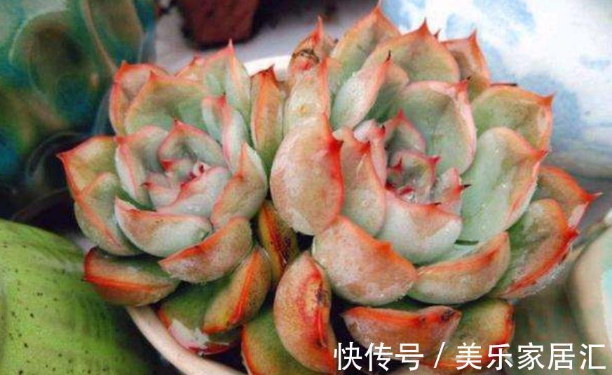 新手养盆多肉猎户座,皮实好养不徒长,叶片肥厚爱爆崽,美极了