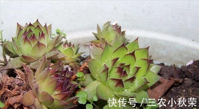 爆盆|多肉植物观音莲怎么养可以爆盆?
